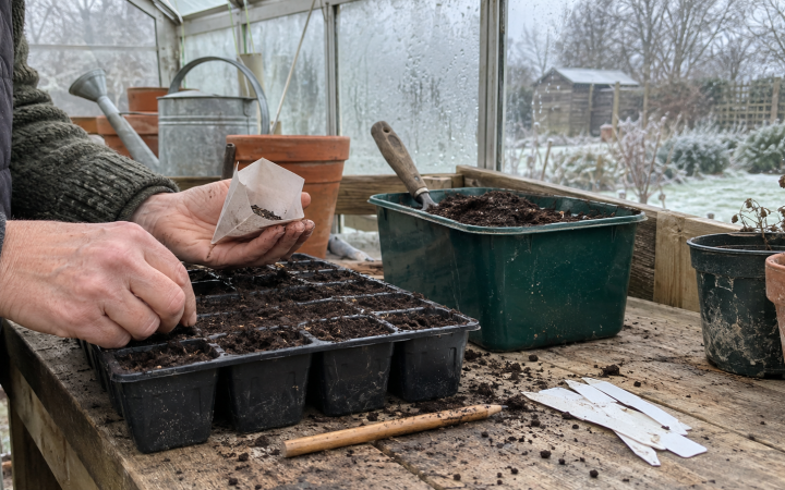 Gardener sowing hardy seeds in trays inside an unheated greenhouse during winter