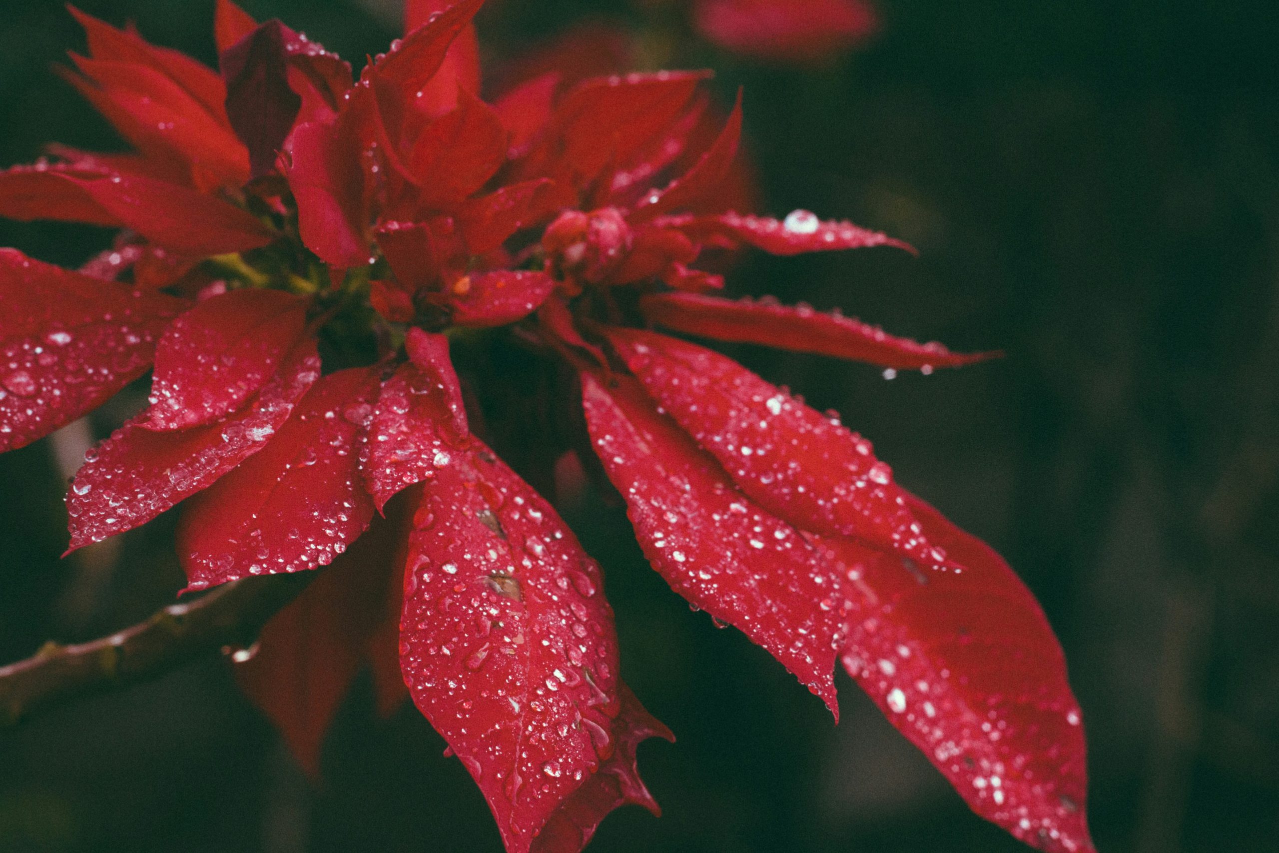 Red poinsettia showing leaves around the base of the plant