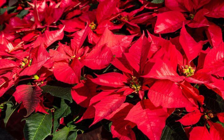 Healthy red poinsettia in colourful Christmas foliage