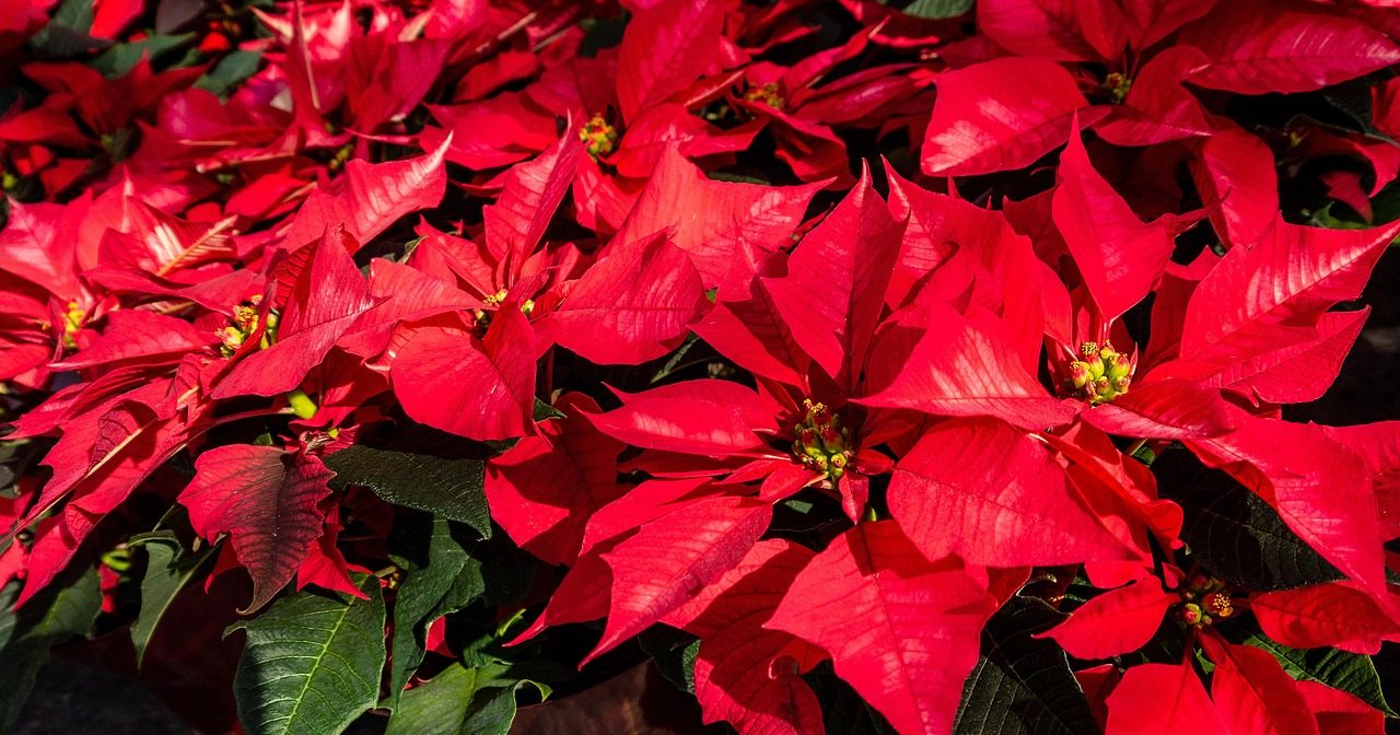 Healthy red poinsettia in colourful Christmas foliage