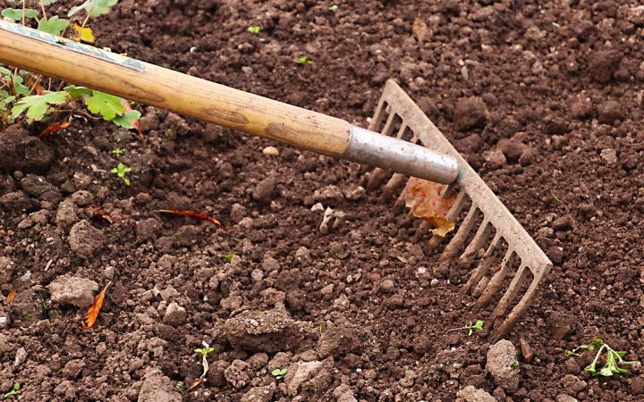 Garden rake resting on exposed cultivated soil