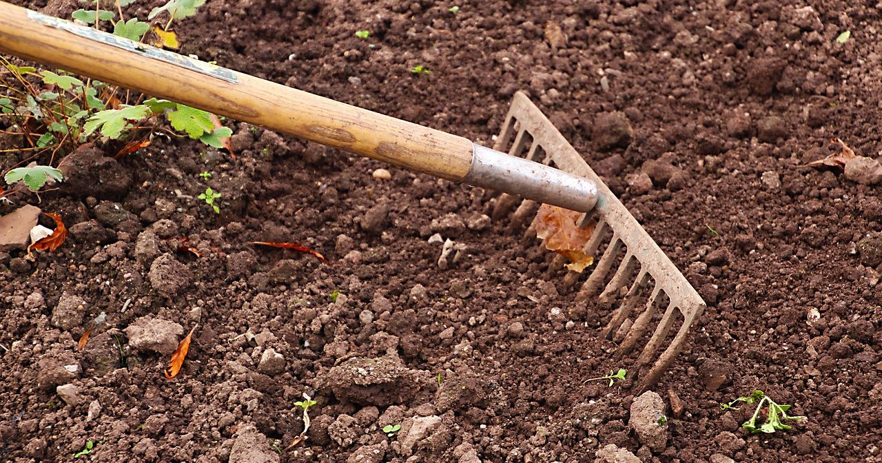 Garden rake resting on exposed cultivated soil