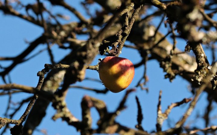 A red apple hanging from a mature apple tree in winter
