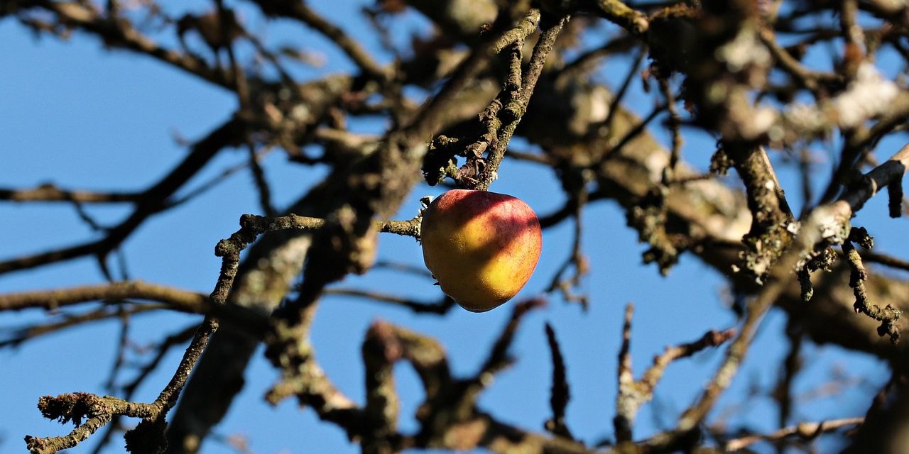 A red apple hanging from a mature apple tree in winter