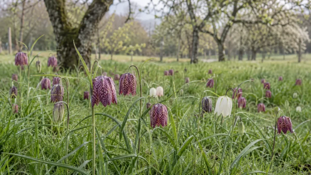Purple and white snake’s head fritillaries naturalised in damp orchard grass