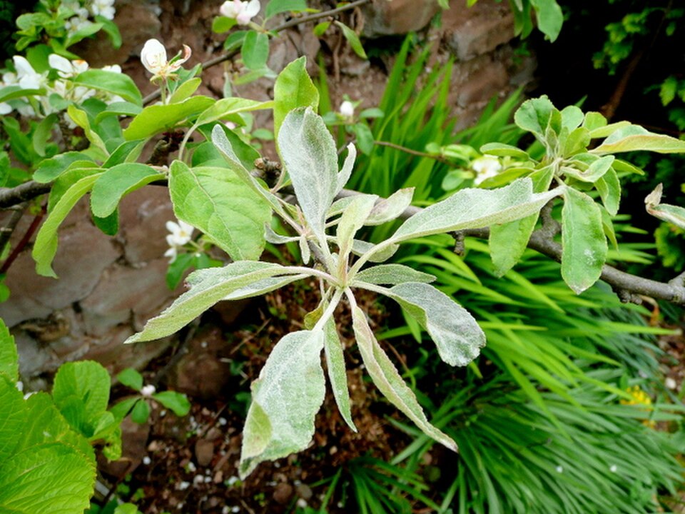 Apple leaves affected by powdery mildew showing a white powdery coating