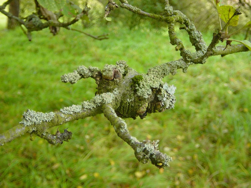 Apple tree branch affected by canker with damaged and sunken bark