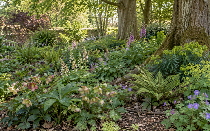 Established dry-shade planting beneath mature deciduous trees in a UK garden.