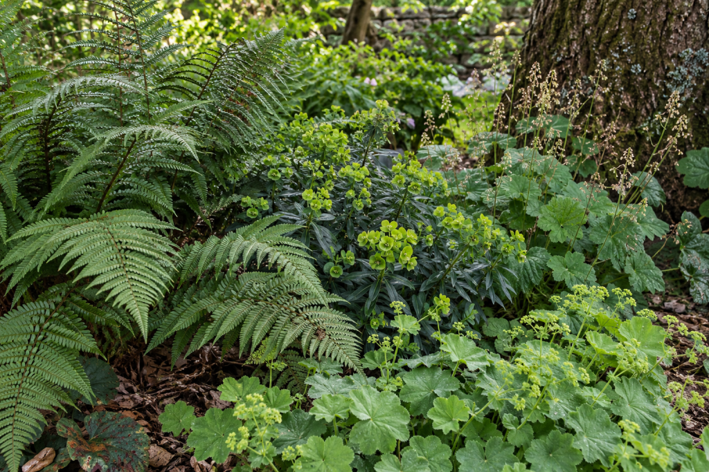 Shield fern, wood spurge, tellima and lady’s mantle growing together in dry shade.