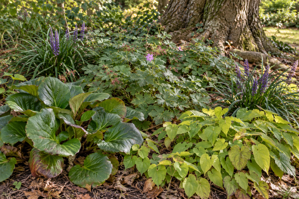 Epimedium, bigroot geranium, bergenia and flowering liriope growing beneath a mature tree.