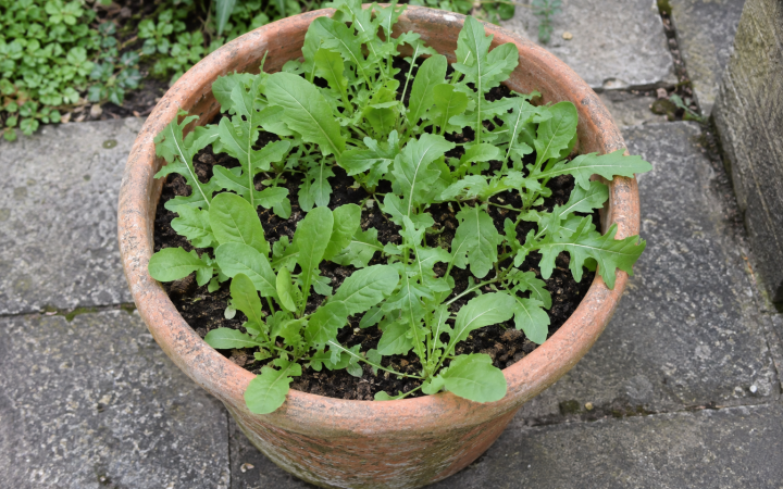 Salad rocket growing in a weathered terracotta pot on a stone patio.