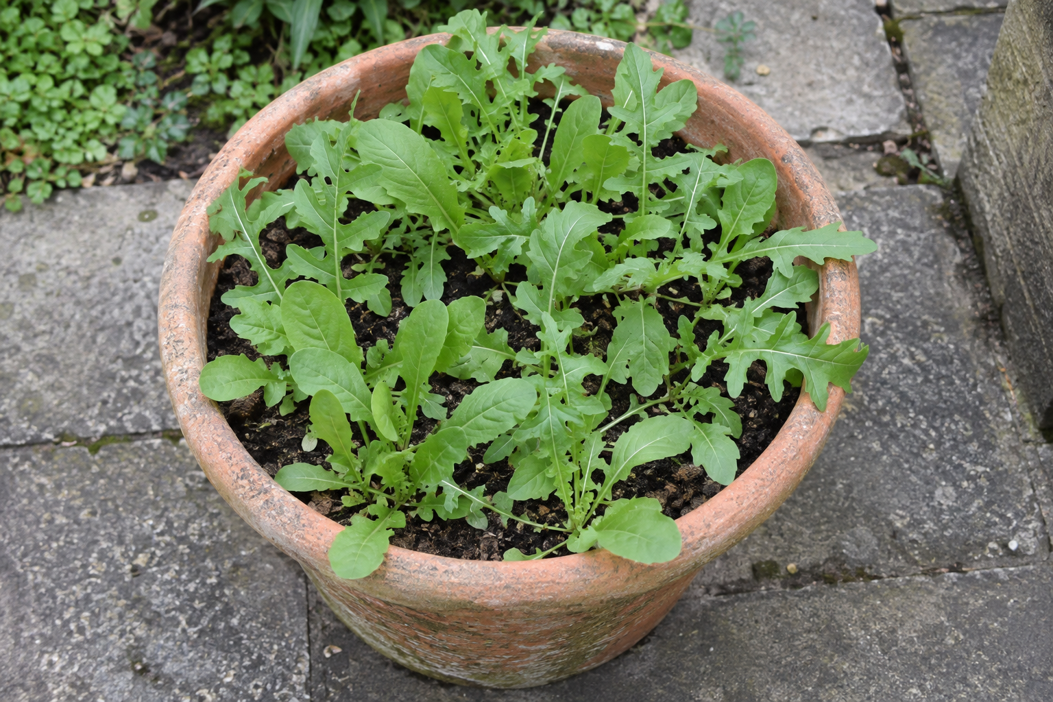 Salad rocket growing in a weathered terracotta pot on a stone patio.