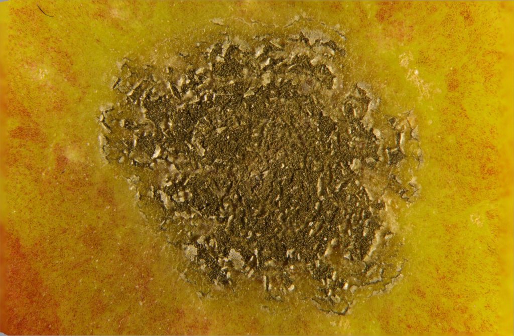 Apple affected by apple scab showing dark scabby lesions on the fruit