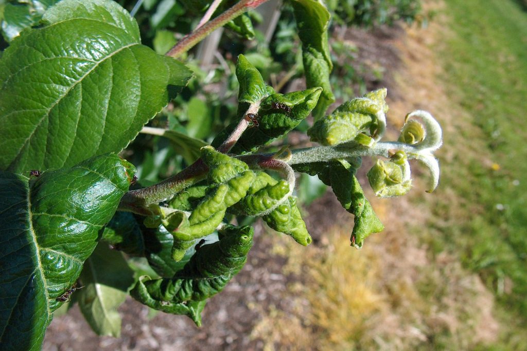 Apple shoot with curled and distorted leaves caused by rosy apple aphids