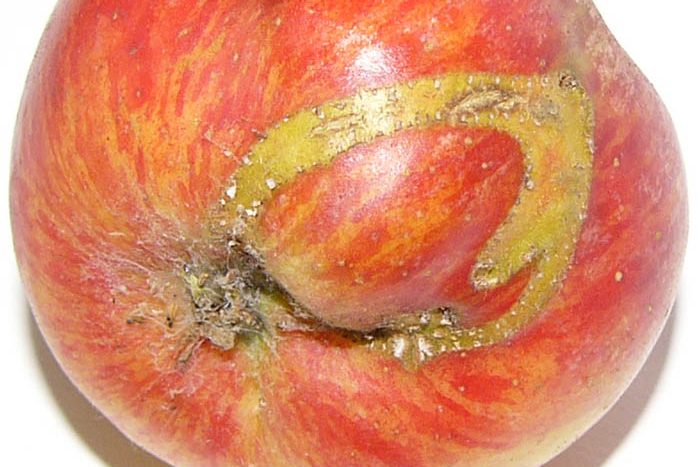Apple showing ribbon shaped surface damage caused by apple sawfly larvae
