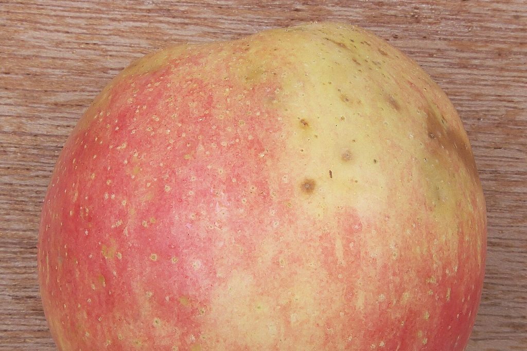 Apple affected by bitter pit showing small dark sunken spots on the skin