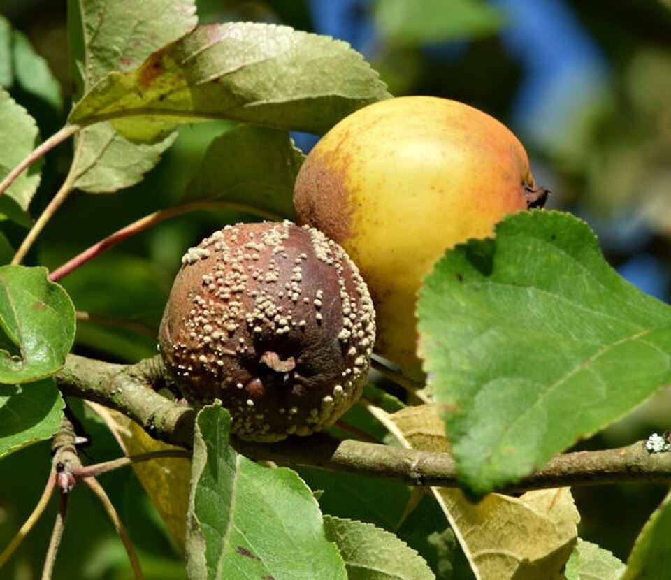 Apple affected by brown rot, with brown decaying skin and rings of pale fungal spore pustules