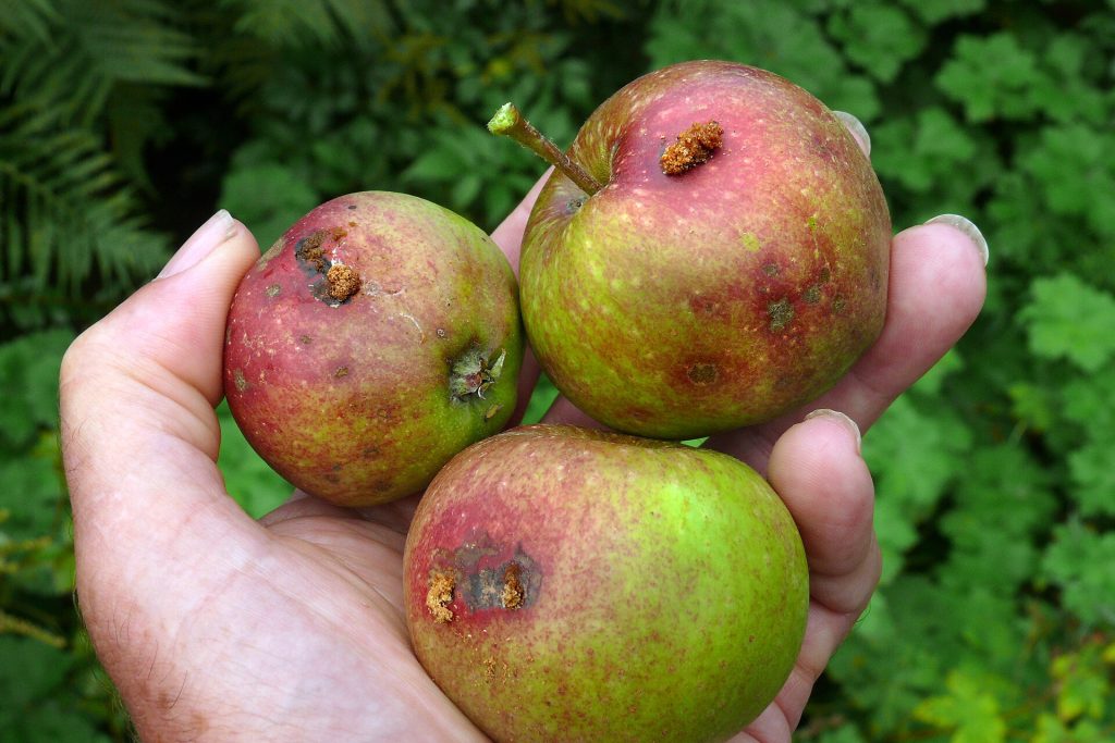 Apples showing entry holes and internal damage caused by codling moth caterpillars