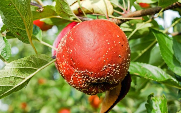 Apple affected by brown rot showing brown decay and pale fungal pustules on the fruit