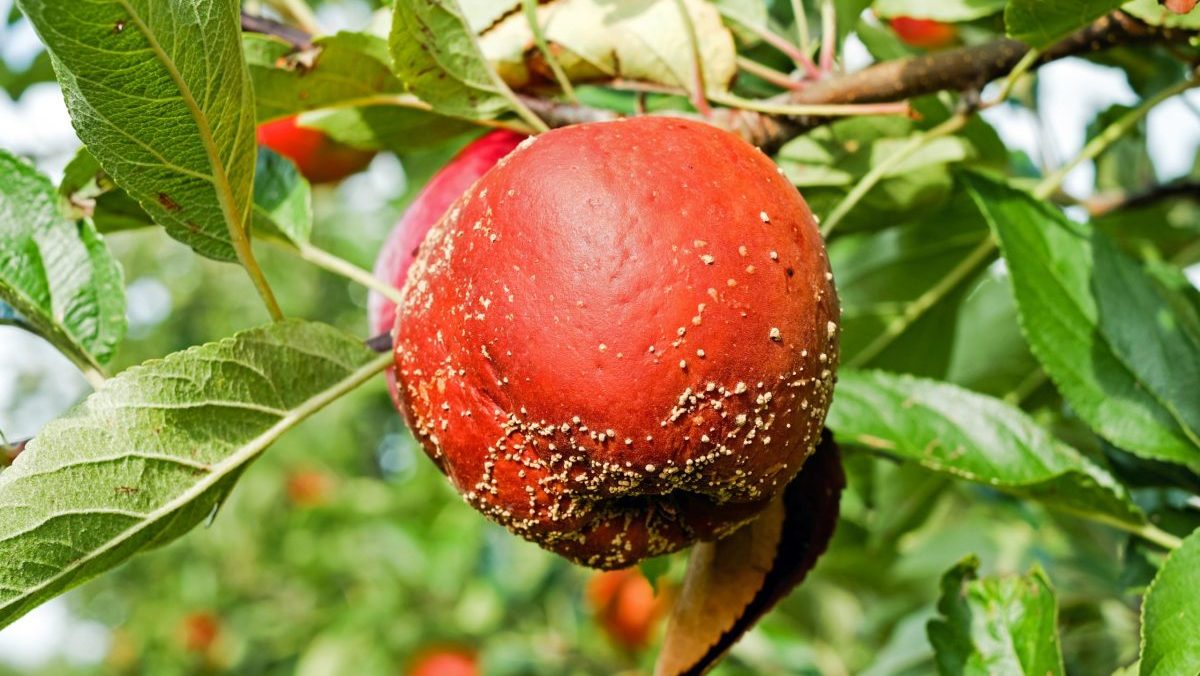 Apple affected by brown rot showing brown decay and pale fungal pustules on the fruit