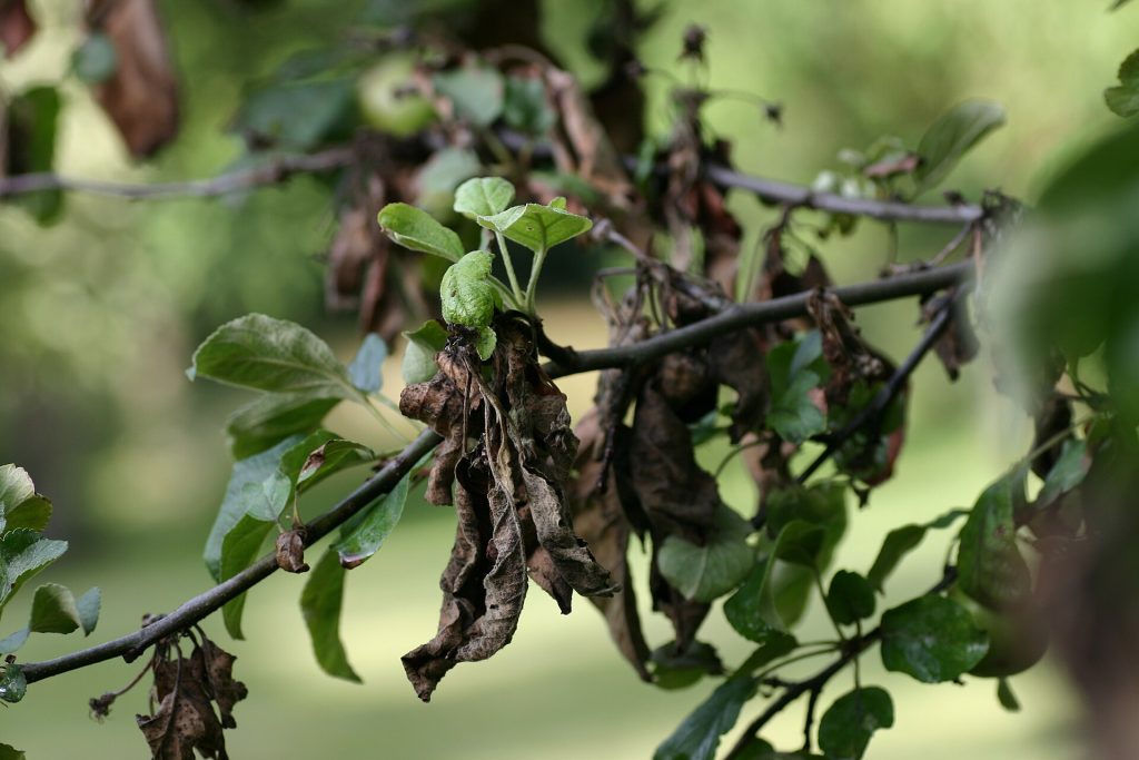 Apple tree showing shoot dieback caused by fireblight