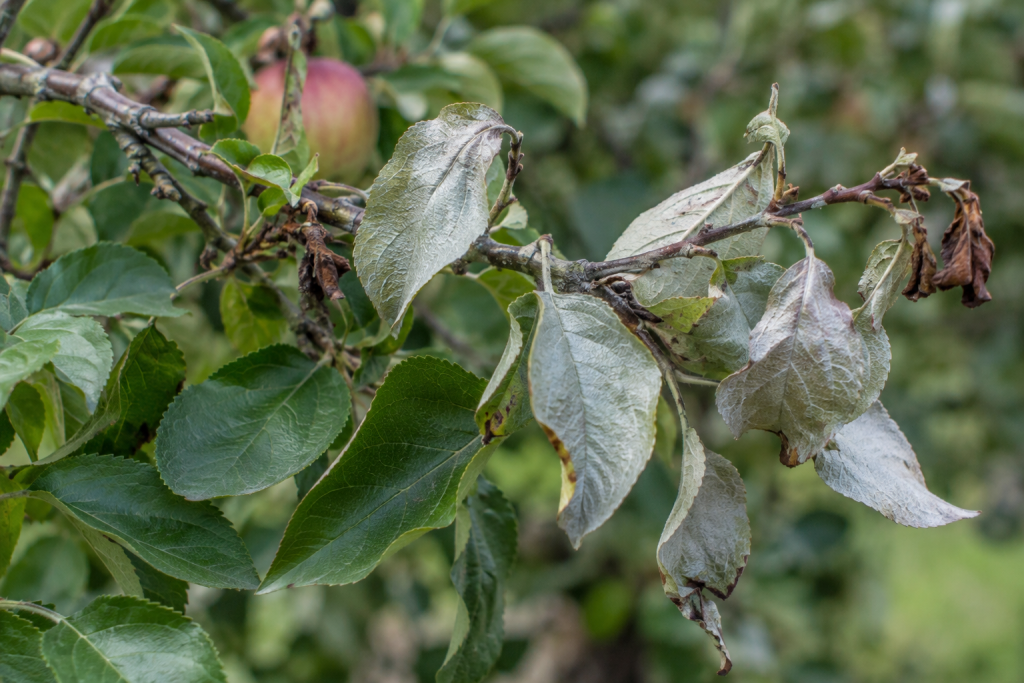 Apple tree leaves showing a silvery sheen consistent with silver leaf symptoms