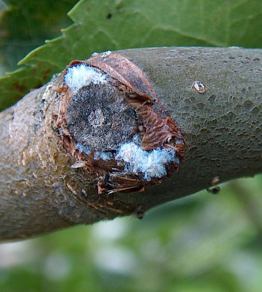 Woolly aphids on an apple tree branch around a pruning wound