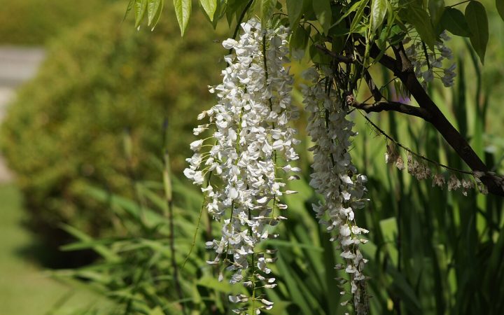 Long white Japanese wisteria flower clusters hanging beneath green foliage.