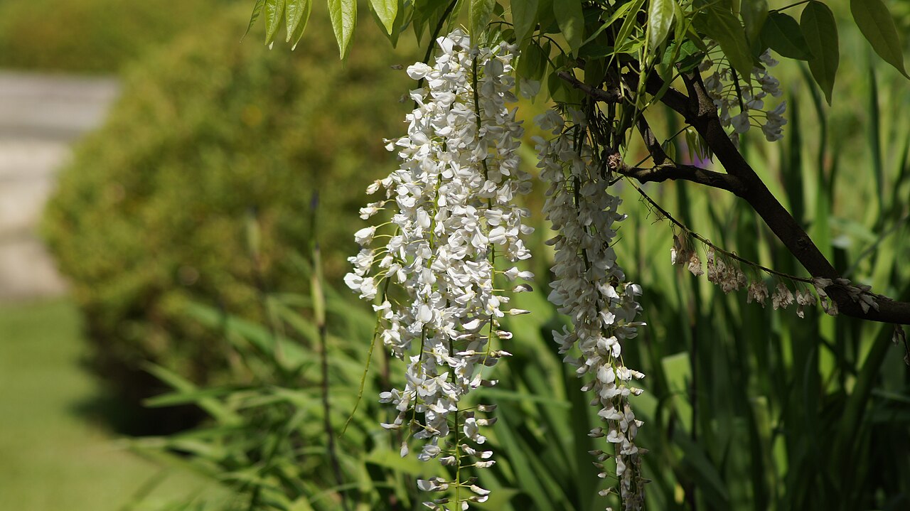 Long white Japanese wisteria flower clusters hanging beneath green foliage.