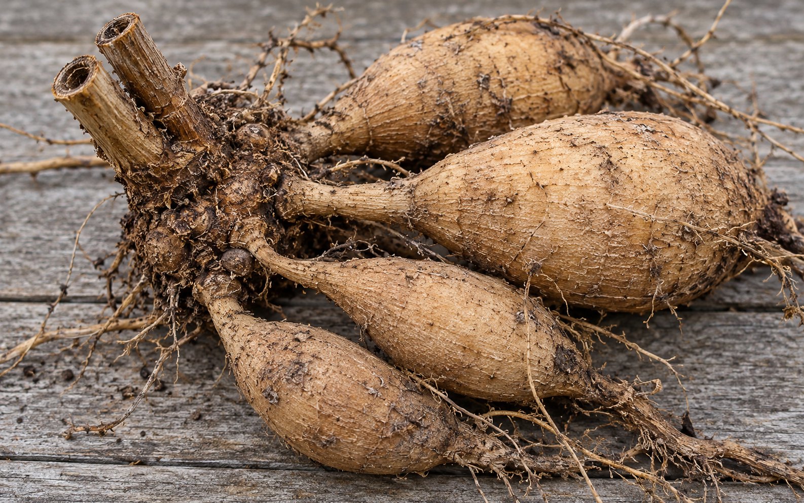 An intact dahlia clump on its side, showing the woody crown beneath cut stems and narrow necks joining swollen tubers.
