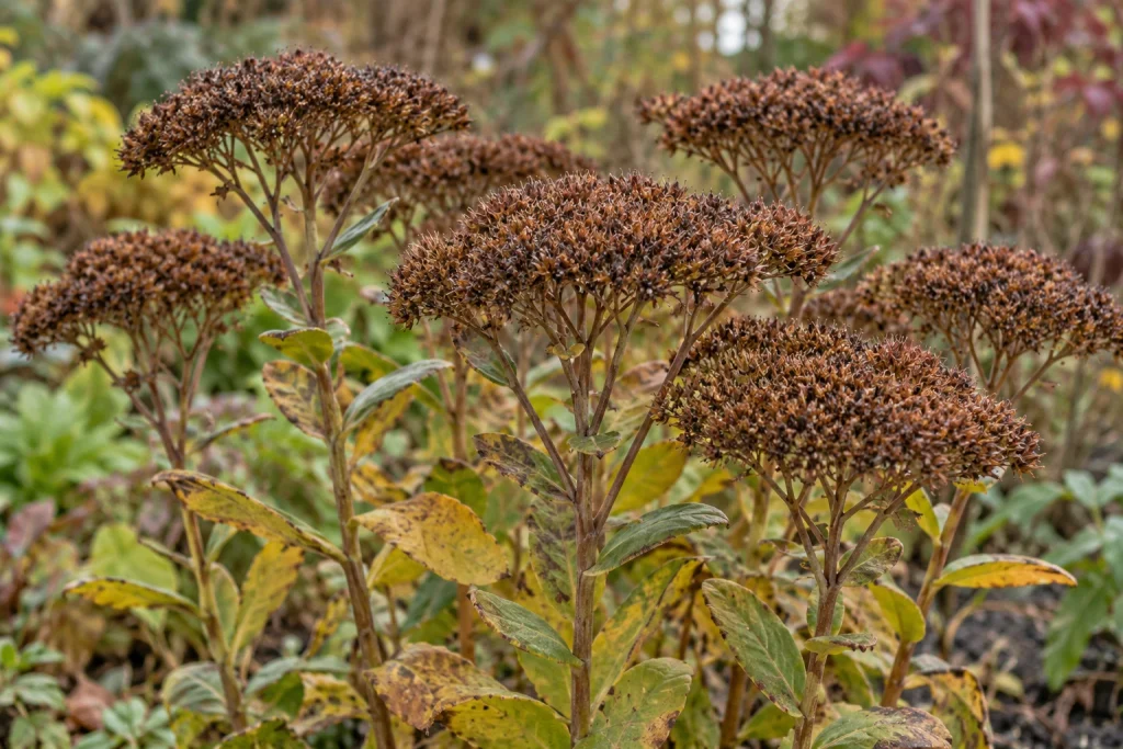Dry brown sedum flowerheads held upright on branching stems.