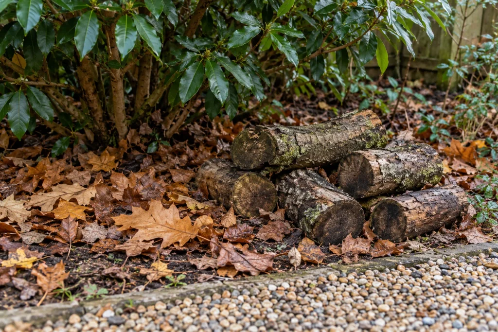 Fallen leaves beneath an evergreen shrub beside a small low pile of logs.