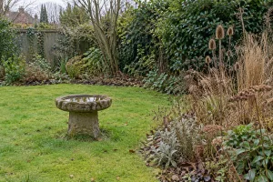 Winter garden with a stone bird bath, evergreen cover and standing seedheads.