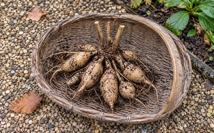 An intact lifted dahlia tuber clump with cut stems in a wicker trug on a gravel path.